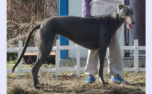 小青 990000006147587