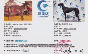 激进法庭X蝙蝠 156111110093451.jpg