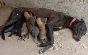 黄午夜X野性的伤疤 900168801066597，98CSK.jpg