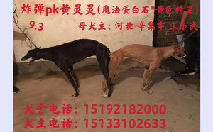 炸弹X黄灵灵 TY508，941000225080608.jpg