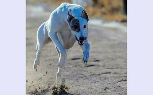 梨花片 YY8591.jpg