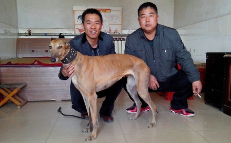 黄蜂丽人 hfls 39a,900111880089714 - 格力犬yy网电脑版--格力犬血统
