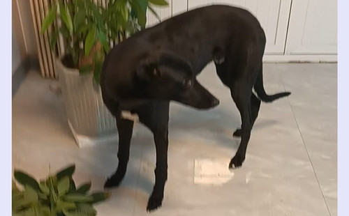 金宝 900023069813108