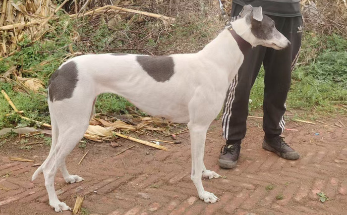 嘉里公主 990000009414877