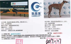 魔法蛋白石X黄诺156111110098180，NLHH1609.jpg