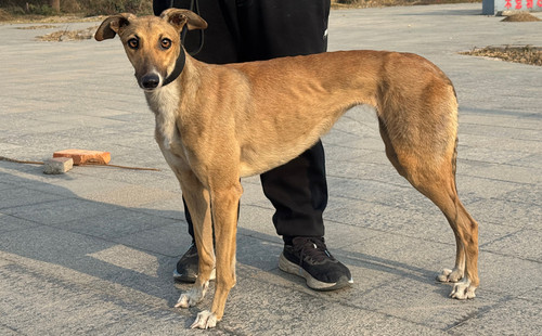 魔法蛋黄 900255001742023