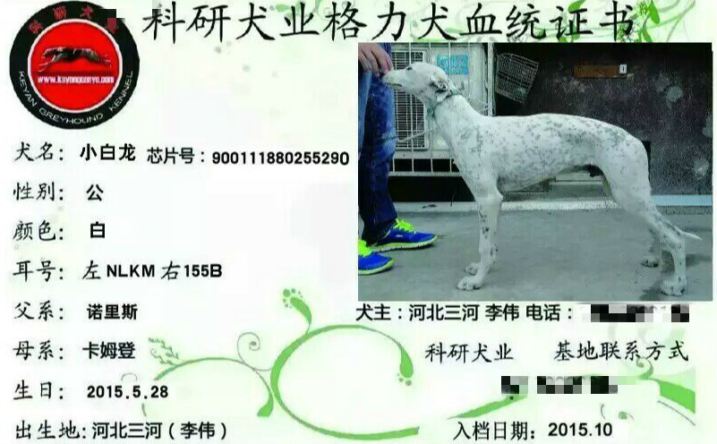 小白龙nlkm 155b 格力犬yy 格力犬中英文血统查询
