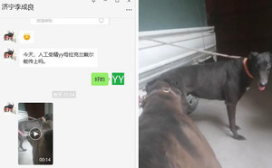 哈利猎豹X拉克兰戴尔儿 900250000765816，LKXS1810.jpg