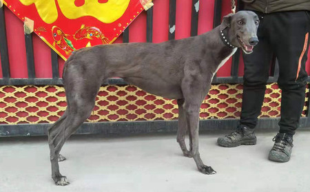 灰模特 900250000668061,大灰母 - 格力犬yy--格力犬中英文血统查询