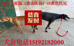 突击队员X黄色托尼 900023069145795.jpg