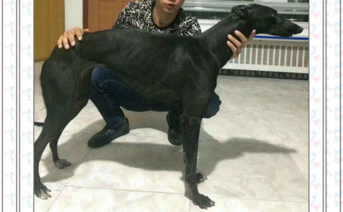 黑妞 900250000445058，GAOD