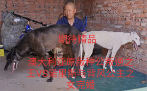 叛逆之王X雪豹900023344088278，NLBF1512.jpg