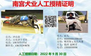 冲击波X旺头 988000001880160.jpg