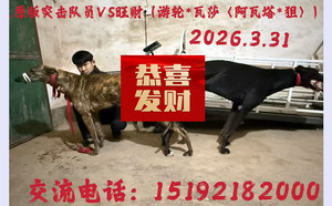突击队员X旺财 900263005221279.jpg