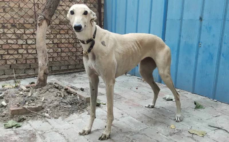 黄幻觉 156111110097198 - 格力犬yy网手机版--格力犬血统查询,繁殖