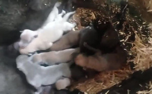卡尼亚游轮X飞鱼大黑母 400123001481497.jpg
