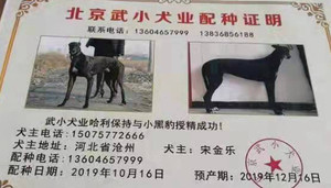 哈利保持X小黑 941000015046977.jpg