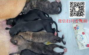 黑王X二哈 900255002655070.jpg