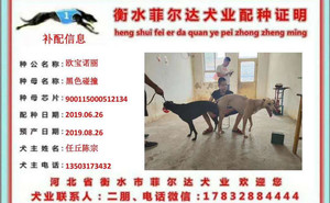 欧宝诺丽X小碰撞900115000512134，S106596P.jpg