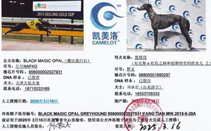 魔法蛋白石X济宁刘承忠的黑狸母988000001880297（2025年3月16日配）.jpg