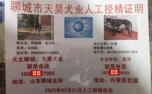 阿斯顿吉甘特X小黑 941000225081359.jpg