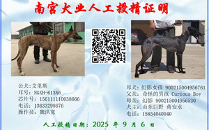 艾里斯X幻影女孩 900215004956761.jpg