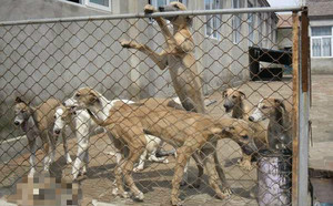 黄蜂X无限的爱 Infinite Love.jpg