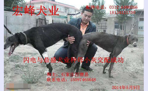 闪电X小灰NG09 106A.jpg