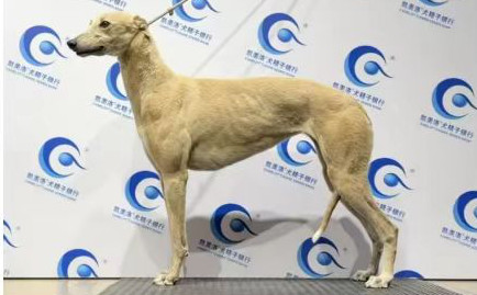 鹅卵石 988000001880404