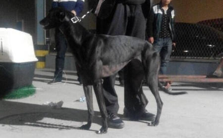 黑狐 Nyree，9560000088292252，QBETG