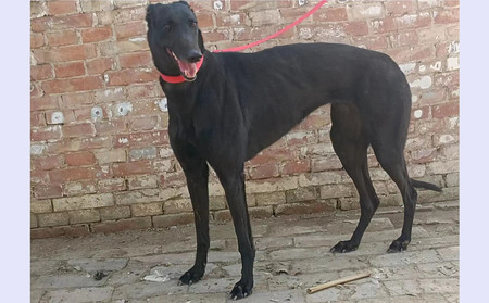 黑珍珠 900155000039442