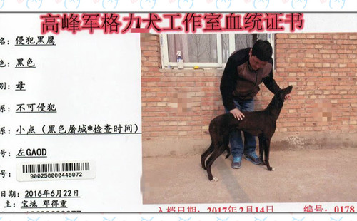 侵犯黑鹰 900250000445072，GAOD