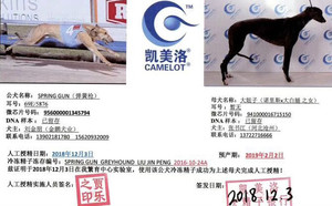 弹簧枪X大妞子941000016715150.jpg