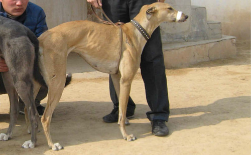 悠闲的路易 laid back loui - 格力犬yy--格力犬中英文血统查询