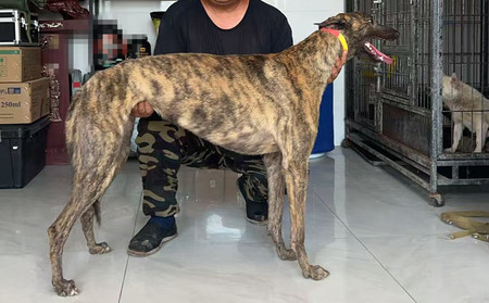 哈瑞 990000009407307