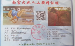 米奇杜X淬火 900255202337458.jpg