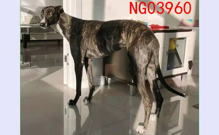 尼克公主 900115001743665，NGXH1120A