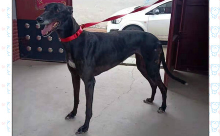 黑幻觉 900250000260491 - 格力犬yy--格力犬中英文血统查询