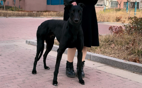 巴利马克·巴纳 Odn，NHE2996