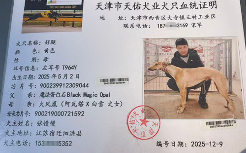 好腿 900239912309044，T964Y