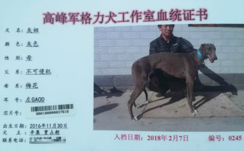 灰妞 900100000037616，GAOD