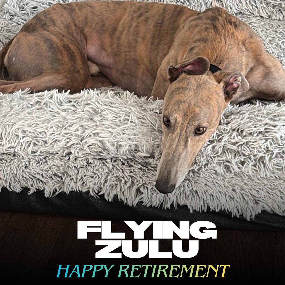 飞行的祖鲁Flying Zulu退役快乐- 格力犬YY网电脑版--格力犬血统查询、繁殖记录、赛事资讯