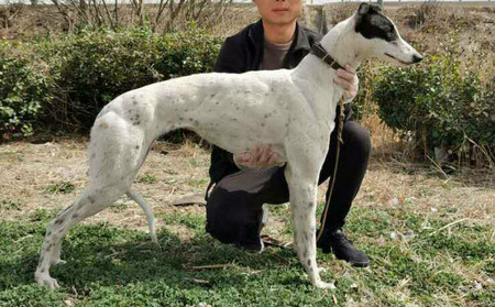 暴力黑头 941000225080581 - 格力犬yy网电脑版--格力犬血统查询,繁殖