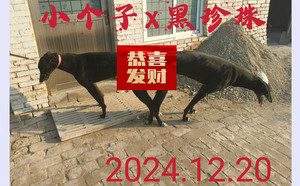 小个子X黑珍珠 900155000039442.jpg