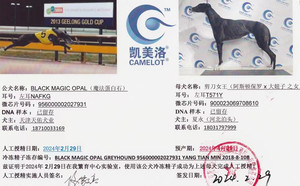 魔法蛋白石X剪刀女王900023069708610，T571Y.jpg