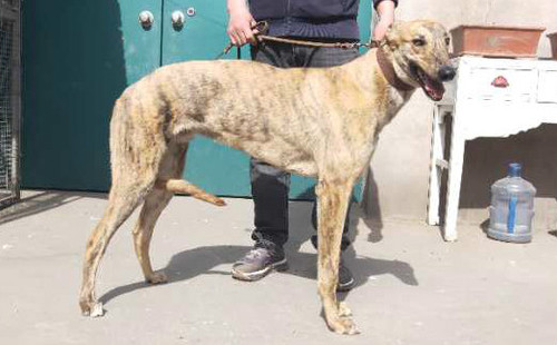 gzqs 性别: 公 出生年份: 2019 出生地: 中国 父亲: 黑色碰撞 road