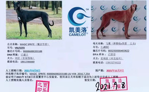 魔法雪碧X飞鹰 J65C，900250000483822.jpg