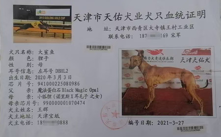 大鲨鱼 941000225080986，DBHL2