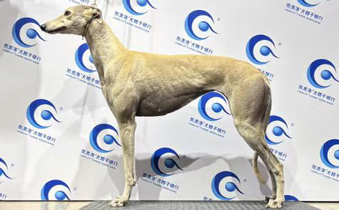 黄金麦穗 900023069813838