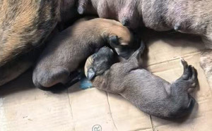 哇塞大圣X红桃A 156111110098621，J612C.jpg